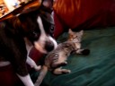 Kitten and Dog Playing