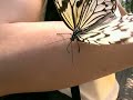 Butterflies attracted to sunscreen lotion ! (I think..)