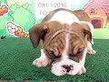 English bulldog For Sale - Blue - http://www.bullcanes.net - ceo@bullcanes.net