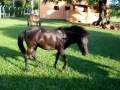 videos de Filhotes de Labrador e Mini Cavalos
