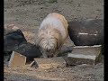 Mel Shih-Tzu aka Groundhog