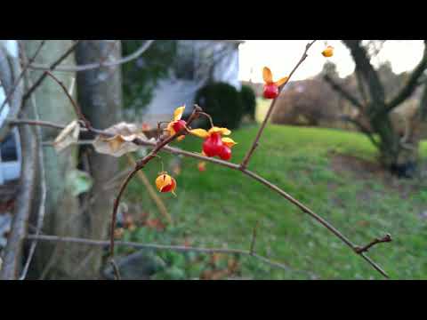 Asus Zenfone 4 Sample video 2