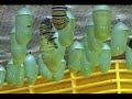 Monarch caterpillar going to chrysalis