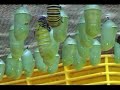 Monarch caterpillar going to chrysalis