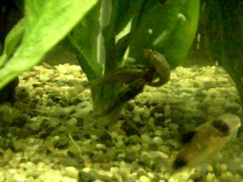 how to grow algae for otocinclus
