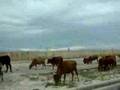Cows-near-China-Beac