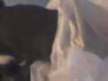 videos de Spencer