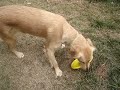 Frisbeedog Frisbeedog