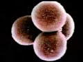 la-gestacion-un-milagro-dia-a-dia-1-de-6.html