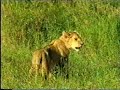 lions parlent marocaine part1     ????1 ???? ????
