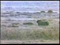 lions parlent marocaine part1 حلقة1 كلام اسود