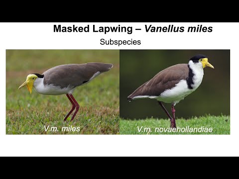 <p>Australia’s Resident Waders  plus intergradation between the masked lapwing subspecies.</p>
 video thumbnail