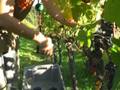 Vendanges 2008 au Château Fleur Cardinale