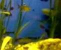 my aquarium fish