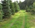 Wolves/Noran