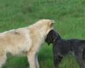 Wolves/Noran