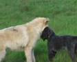 Wolves/Noran