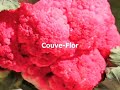 Clipe Couve-Flor Tronco e Membros