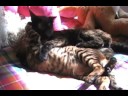 F3 Savannah Kitten & Tortie F3 Savannah Kitten & Tortie