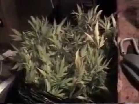 CannabisKulture