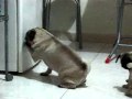Dogs scratch refridgerator