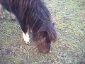 cute,mare,pony