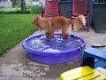 Clancey in the pool