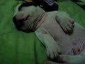 this is my lil dog when he was 4 weeks old, all he ever wanted to do was sleep..isnt he a lil fatty..he was and still is a really adorable dog. he is way bigger now and still is a lil shit now and then... hehehe