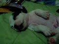 this is my lil dog when he was 4 weeks old, all he ever wanted to do was sleep..isnt he a lil fatty..he was and still is a really adorable dog. he is way bigger now and still is a lil shit now and then... hehehe