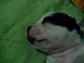 this is my lil dog when he was 4 weeks old, all he ever wanted to do was sleep..isnt he a lil fatty..he was and still is a really adorable dog. he is way bigger now and still is a lil shit now and then... hehehe
