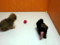 View Video