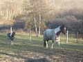 144.MPG Comanche and Patches~ Fall 2008 144.MPG Comanche and Patches~ Fall 2008