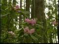 The Great Redwoods - Part 4