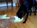 Goliath and Solomon playing