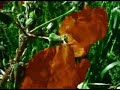 Penguin Cafe Orchestra - Wildlife