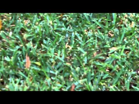 how to eliminate twitch grass