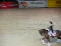 Révész Paulina-Charlotta& Bálin Tamás-Rumboso lovas világkupa 2009