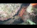 videos de Catalina dive