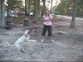 Angel and Nizzle with Flirt Pole