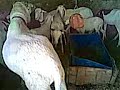 ISMAILA BA ELEVEUR TEL 00221775474253