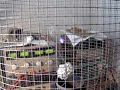 tesla-coil-at-coachella.html