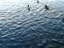 Rhodie Ducks