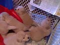 Golden Retriever Puppies--4 Weeks Old Golden Retriever Puppies--4 Weeks Old