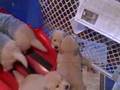 Golden Retriever video
