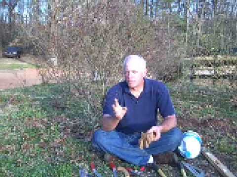 roses - This short video explains the two primary ways bush roses grow so you can identify them in your garden. It's the introduction to the two separate videos on h...