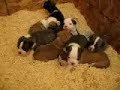 Olde English Bulldogge Pups at 3 weeks old