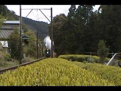 お茶畑とSL①