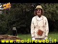 Il predatore del Gurzo del Borneo Meridionale (ep. 7)