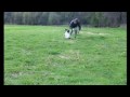 Sporting Scene - Basic Spaniel Training for The Gun .flv