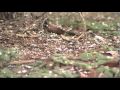 YouTube - ABC 36 News Night